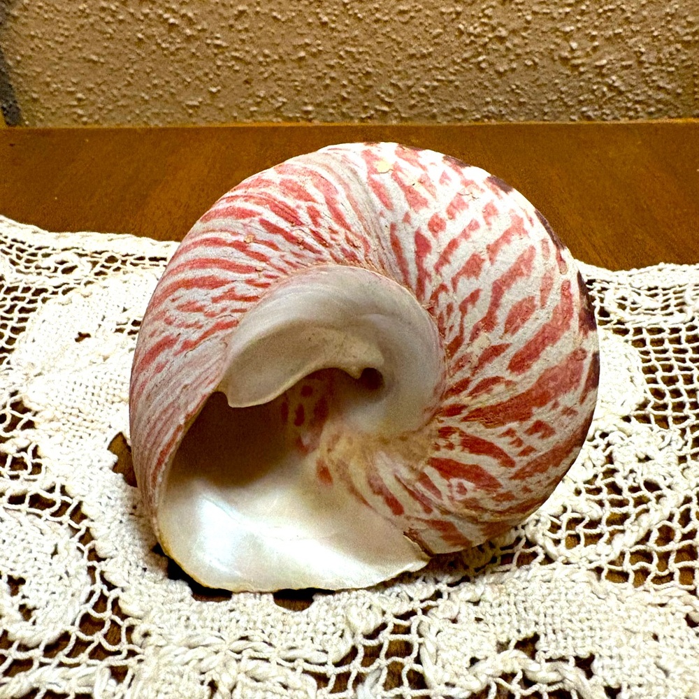 Large Vintage Seashell